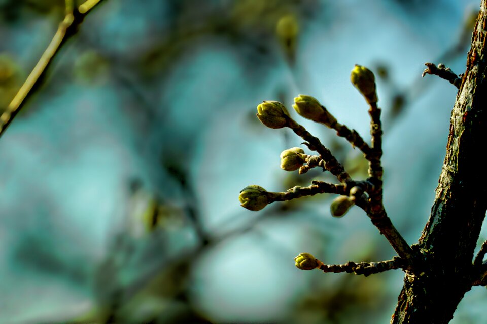 Plant tree flower buds kornell cherries