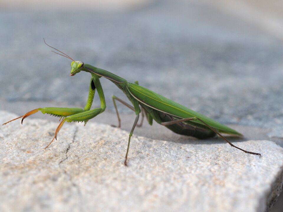 Fishing locust close up nature