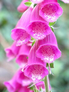 Summer flowers flowers color pink