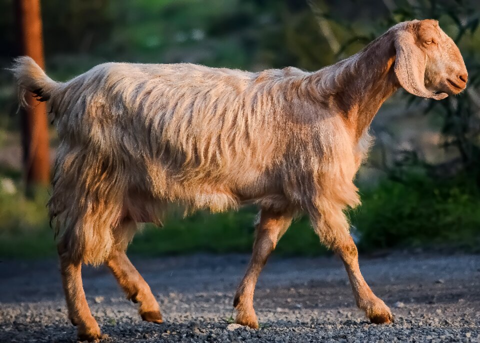Mammal domestic outdoor