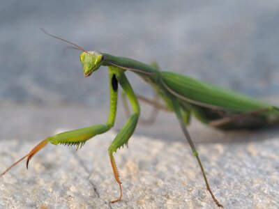 Fishing locust close up nature