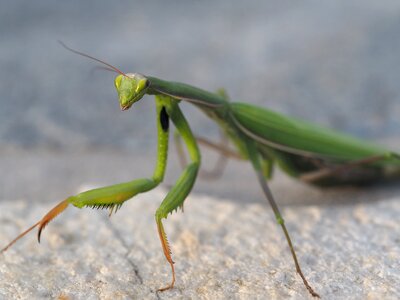 Fishing locust close up nature photo