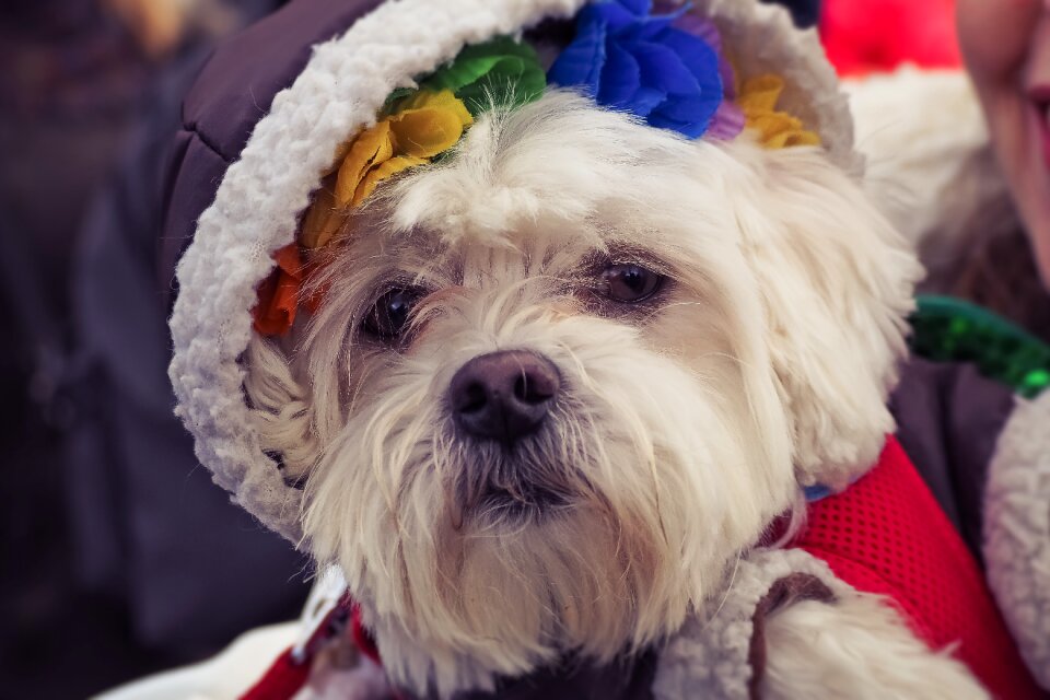 Cute animal portrait dressed up