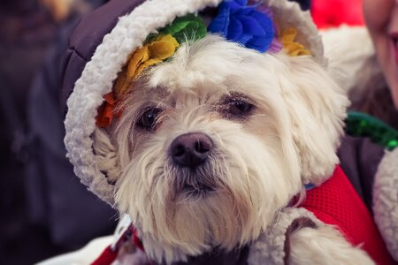 Cute animal portrait dressed up