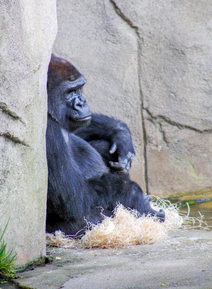 Ape animal silverback