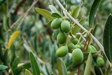 Green olive garden france