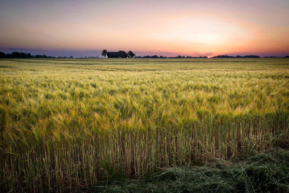 Wheat farm landscape