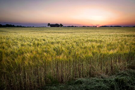 Wheat farm landscape photo