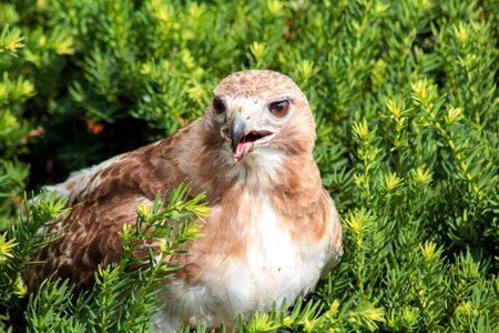 Red tailed hawk photo