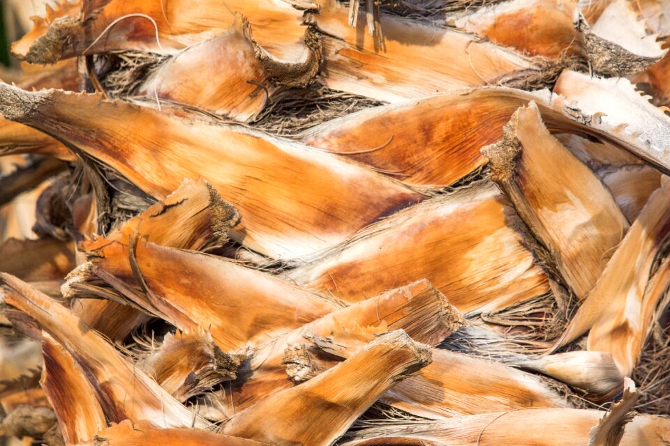 Nature desktop animal