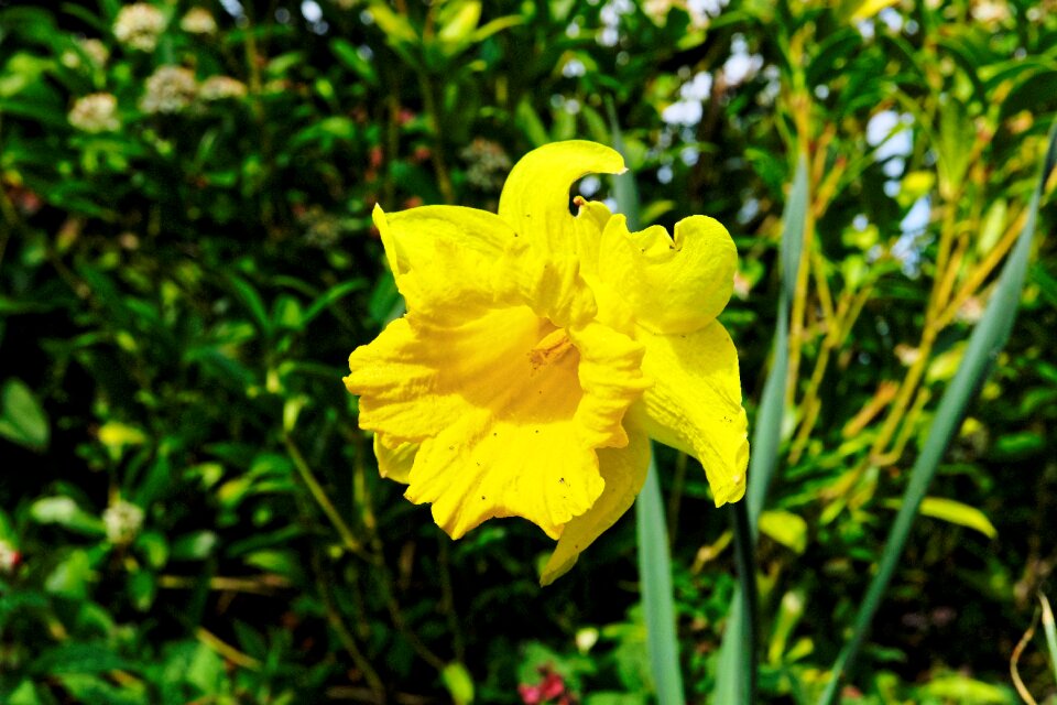 Summer leaf blossom