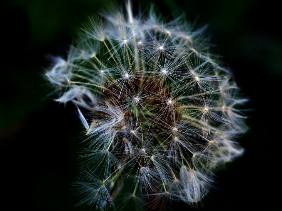 Common dandelion macro nature