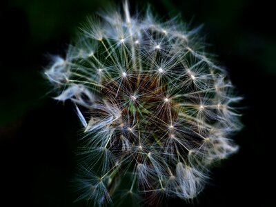 Common dandelion macro nature