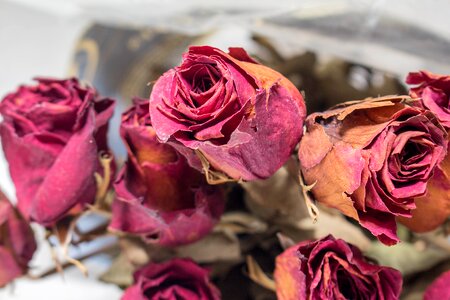 Old red roses