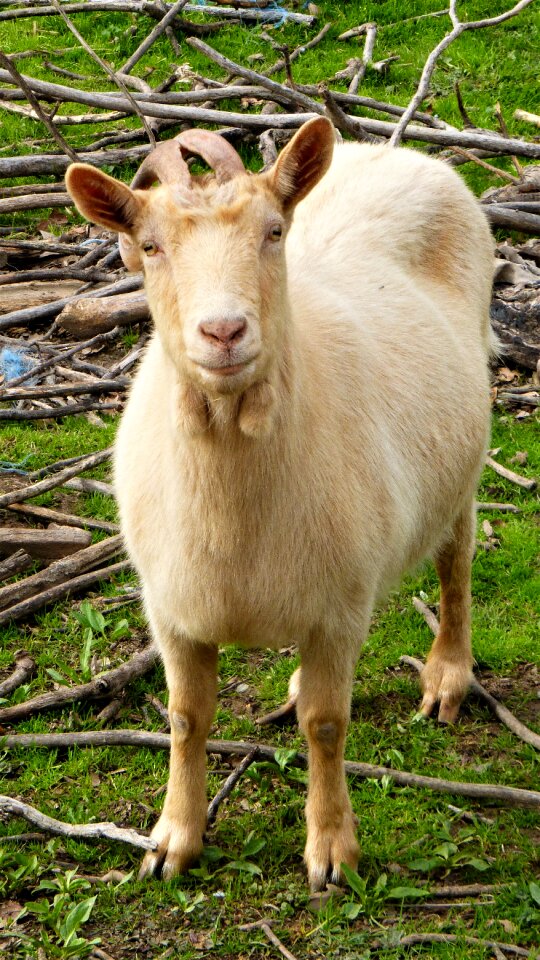 Goat livestock breeding
