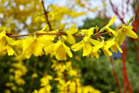 Leaf flower forsythia