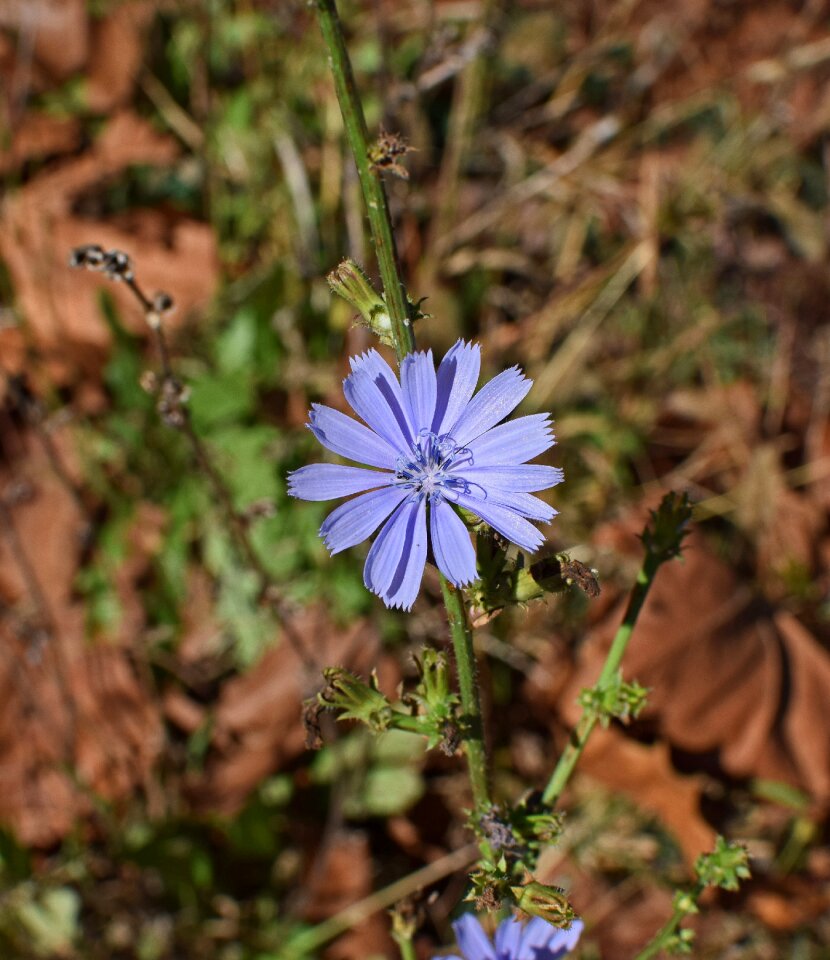 Bloom wildflower plant