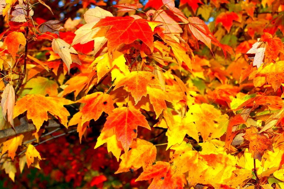 Red orange leaf orange leaves photo