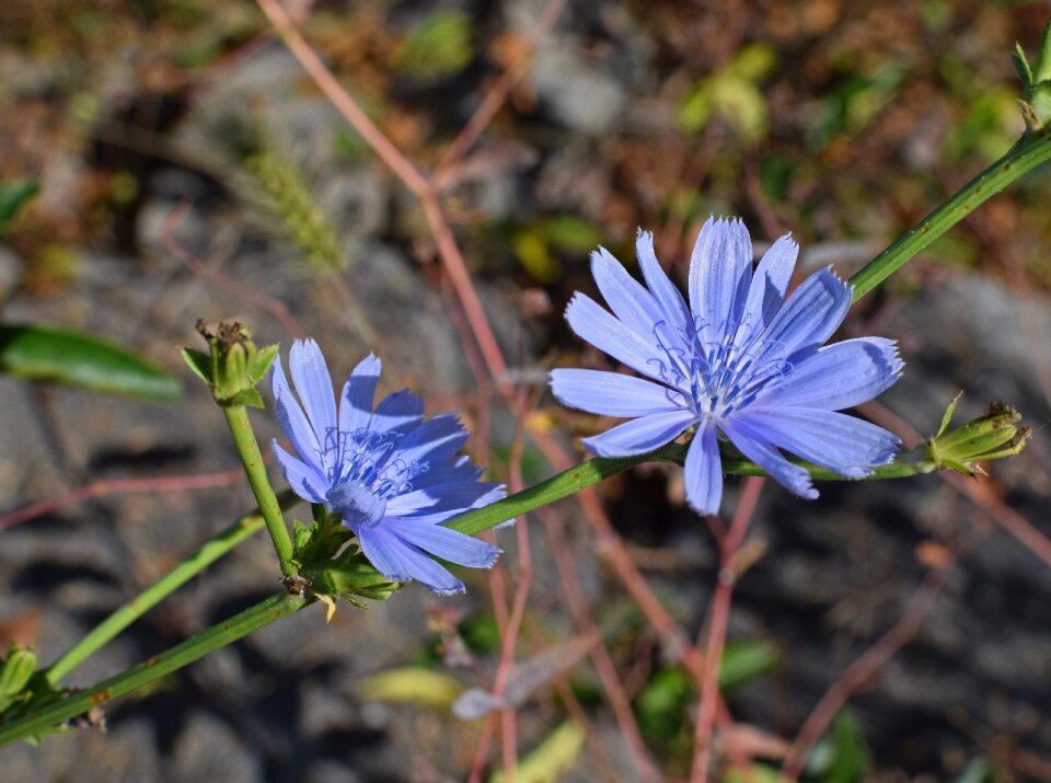 Bloom wildflower plant