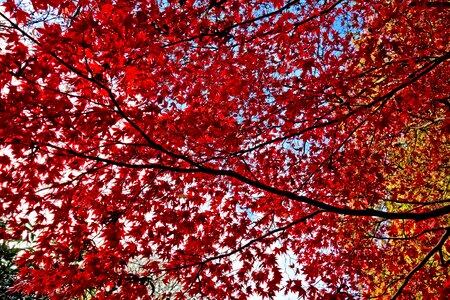 Red leaves branch tree