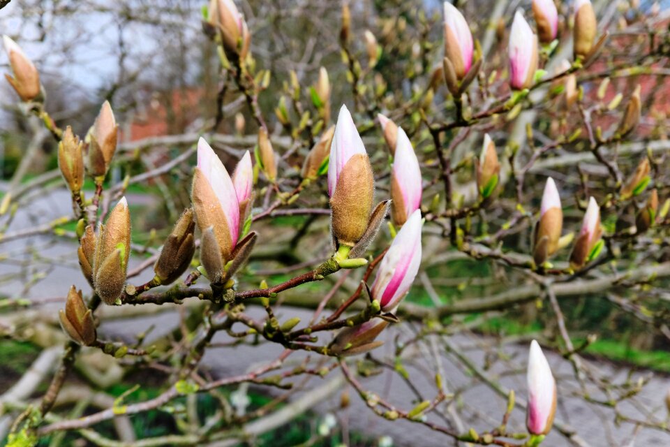 Leaf tree magnolia