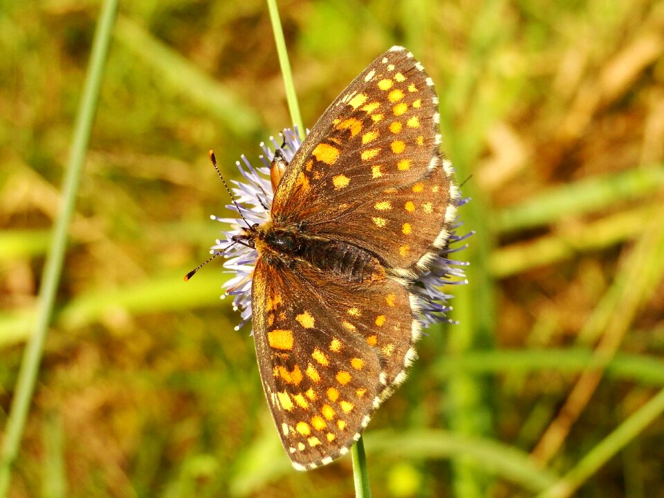 At the court of animals butterflies