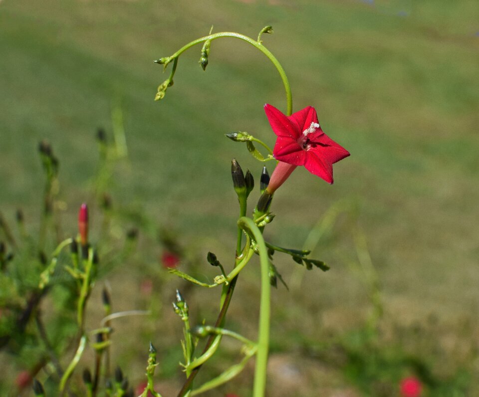 Blossom bloom plant