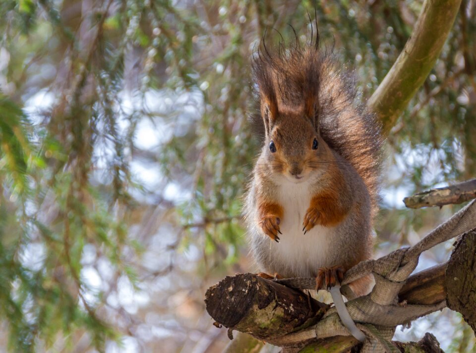 Mammals squirrel animal