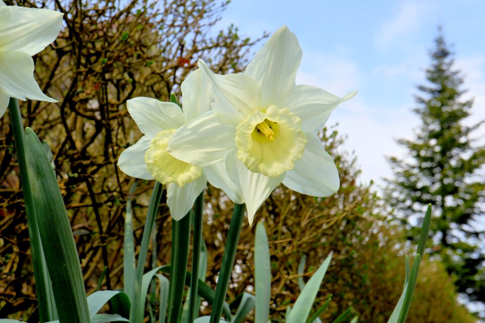 Season leaf narcissus
