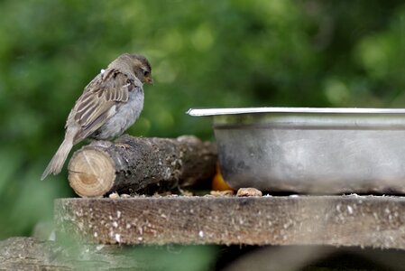 Small nature urban bird