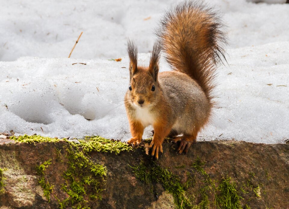 Squirrel snow moss