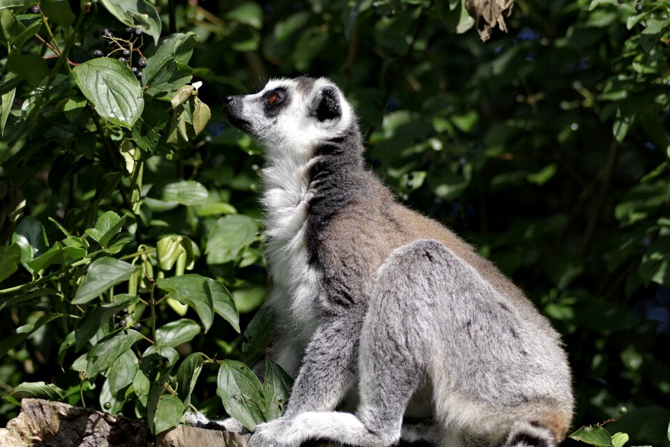 Lemurs monkey wild animal