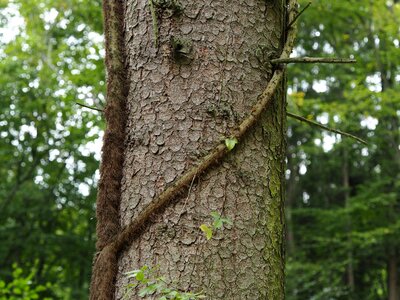 Structure nature forest