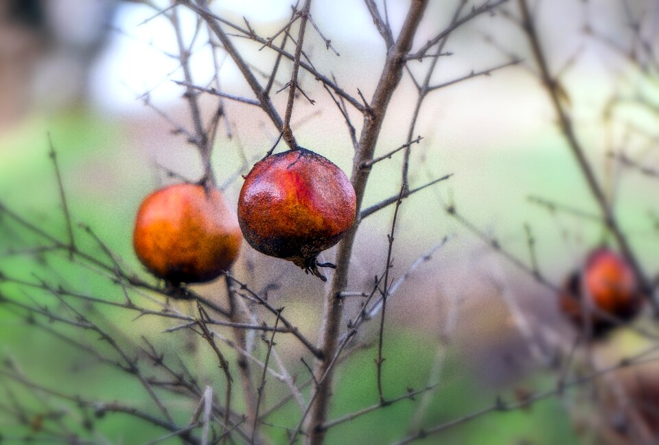Food outdoors branch