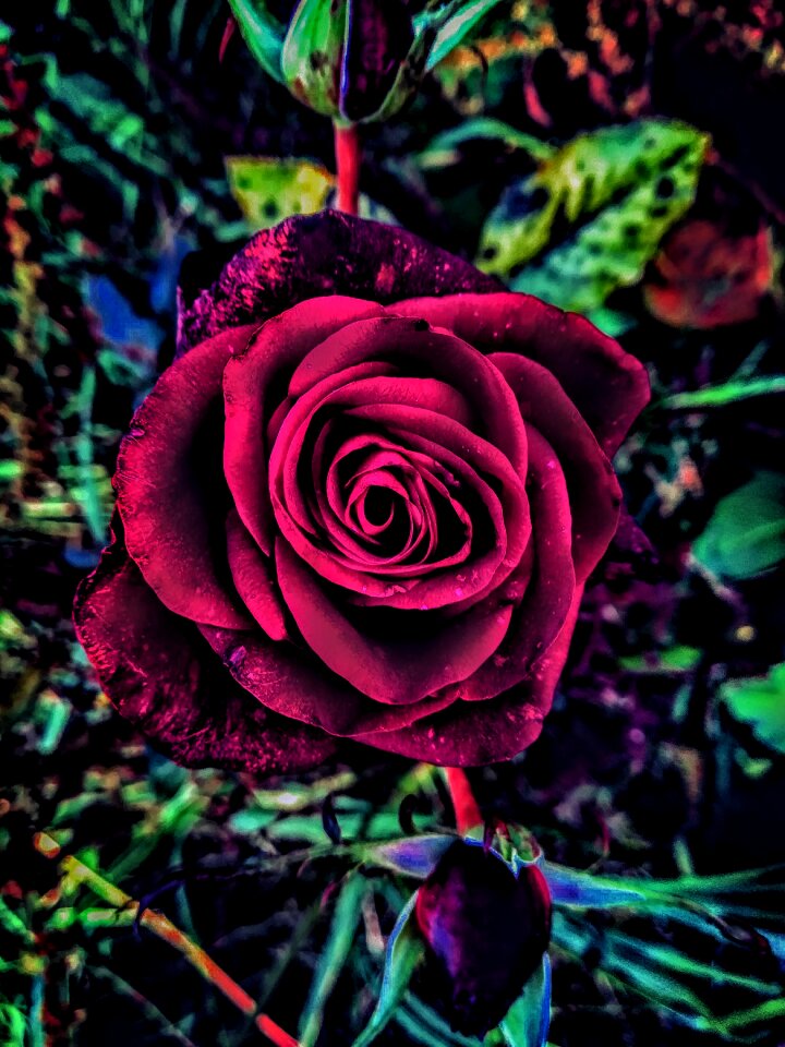 Leaf plant petal