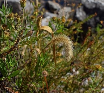 Monocot seed nature