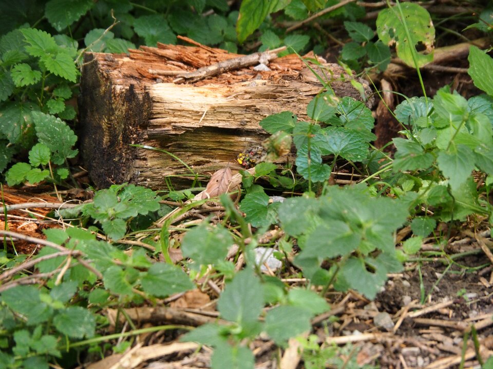 Structure nature forest