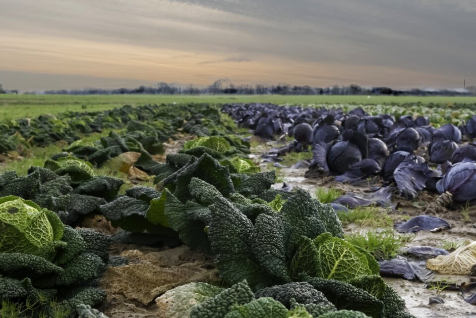 Field outdoor cabbage