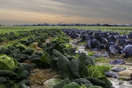 Field outdoor cabbage