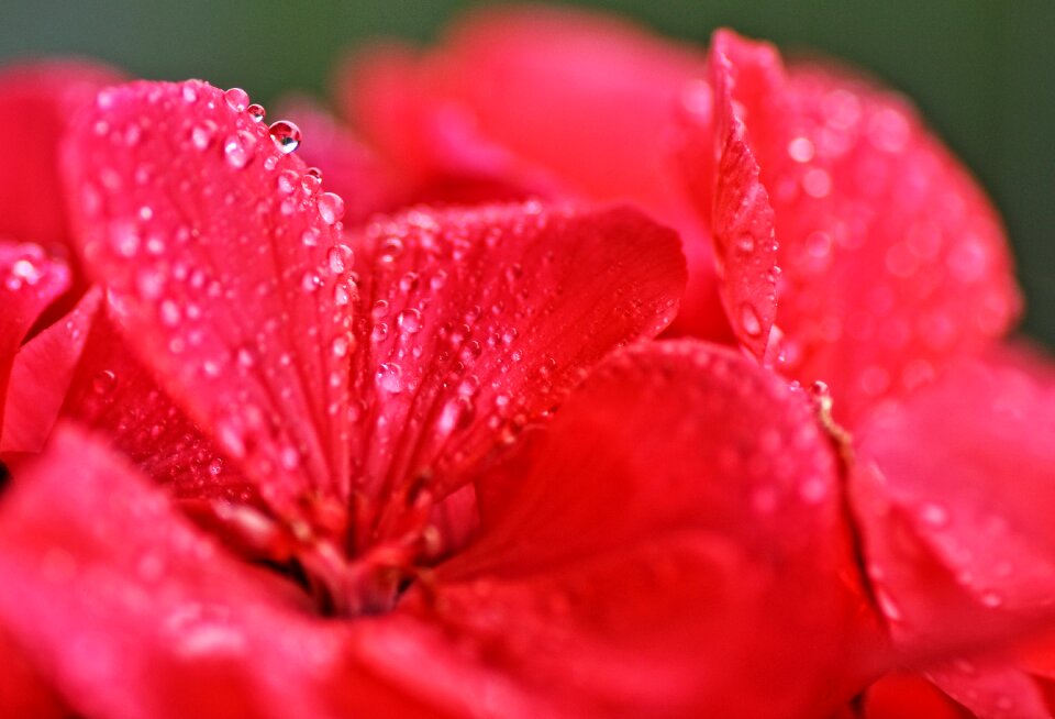 Pink geranium macro blossom