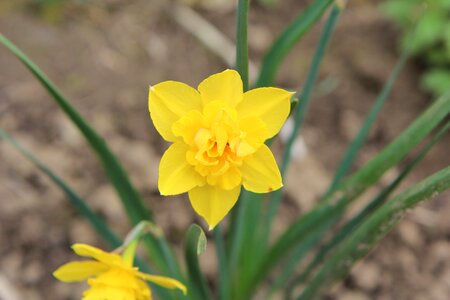 Narcissus yellow yellow flowers spring photo