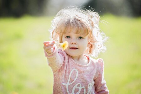 Blonde flower dandelion photo