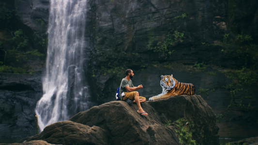 Big cat dangerous carnivores