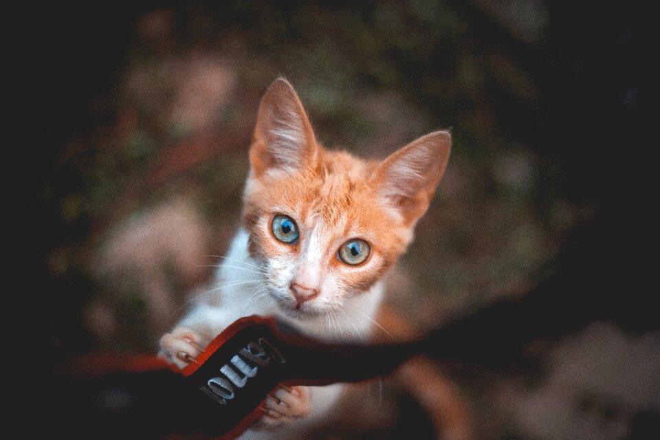 Camera strap camera orange