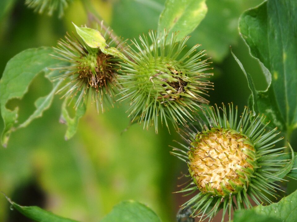Plant flora hook and ring thistle
