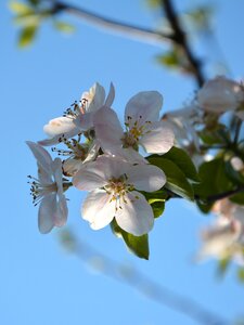 Nature white spring flowers photo