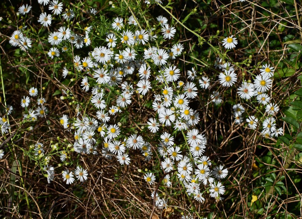 Blossom bloom plant