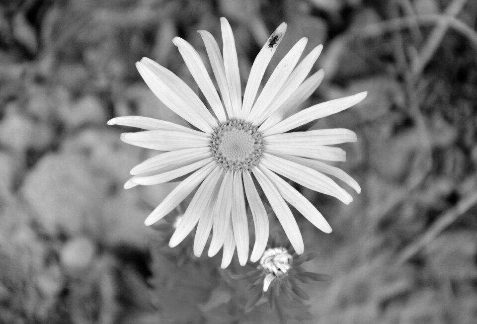 Photo black white nature white flowers photo