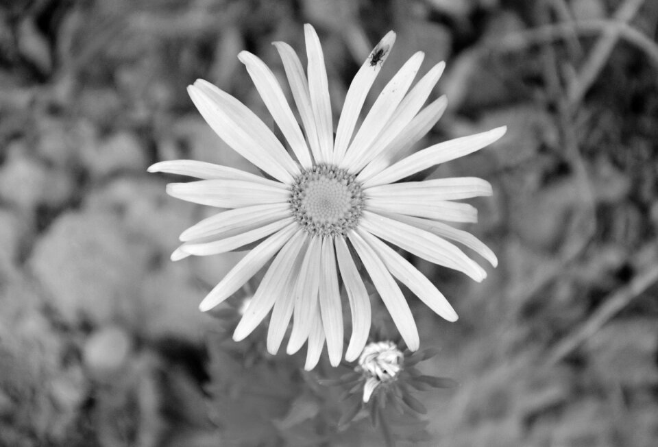 Photo black white nature white flowers