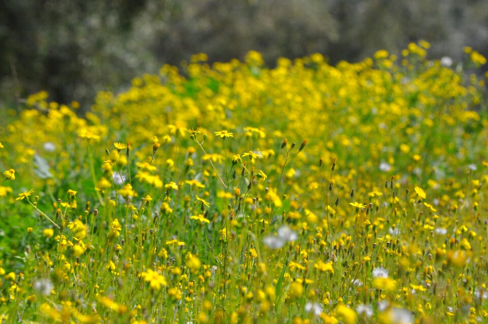 Yellow daisies yellow flower